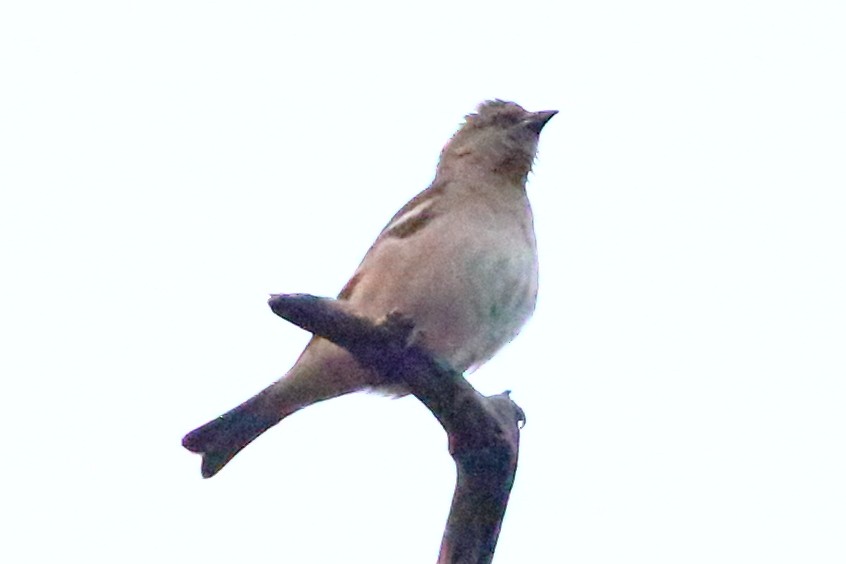 Yellow-throated Sparrow - Christopher Escott