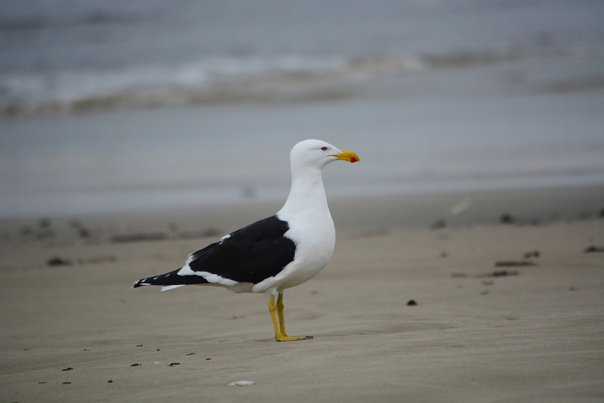 Kelp Gull - João Gava Just