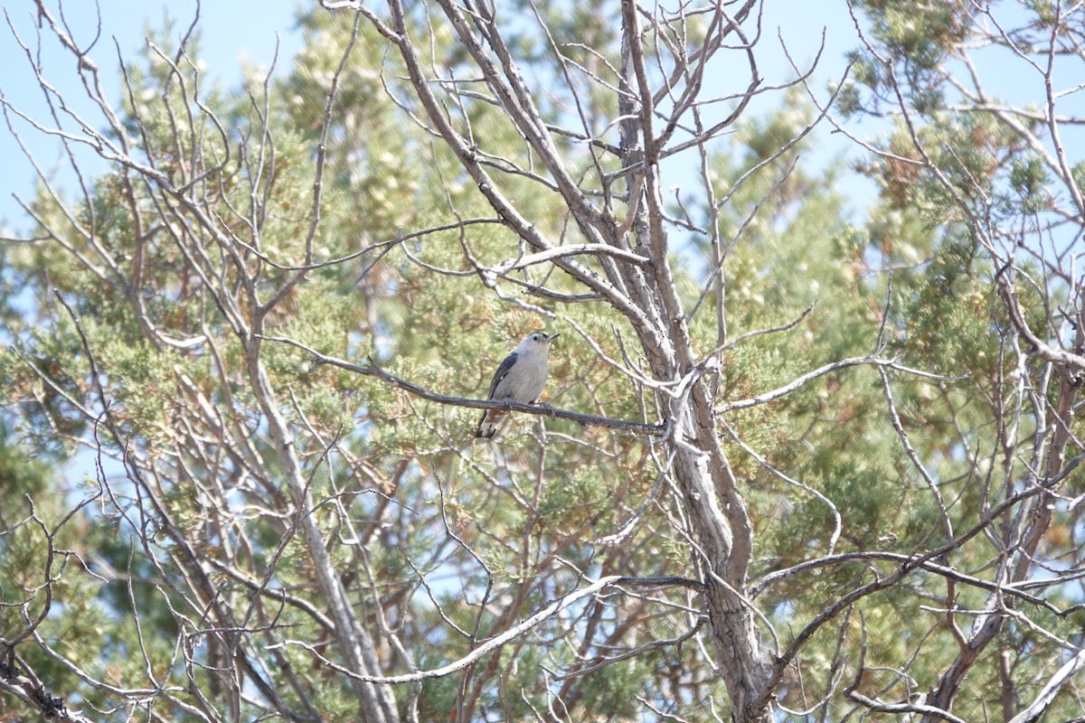 White-breasted Nuthatch (Interior West) - Mary Kimberly