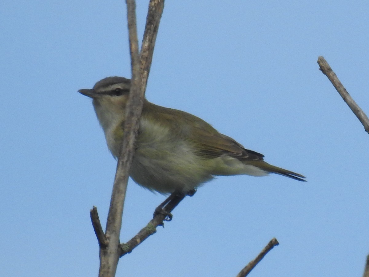 Red-eyed Vireo - ML619234695