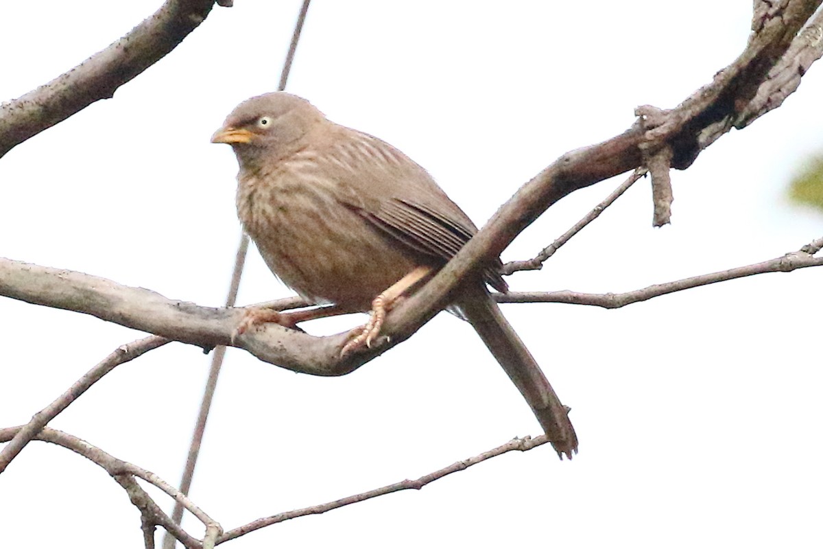 Jungle Babbler - Christopher Escott