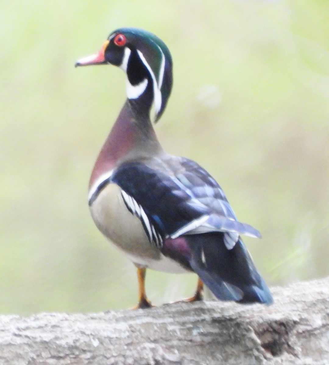 Wood Duck - alan murray