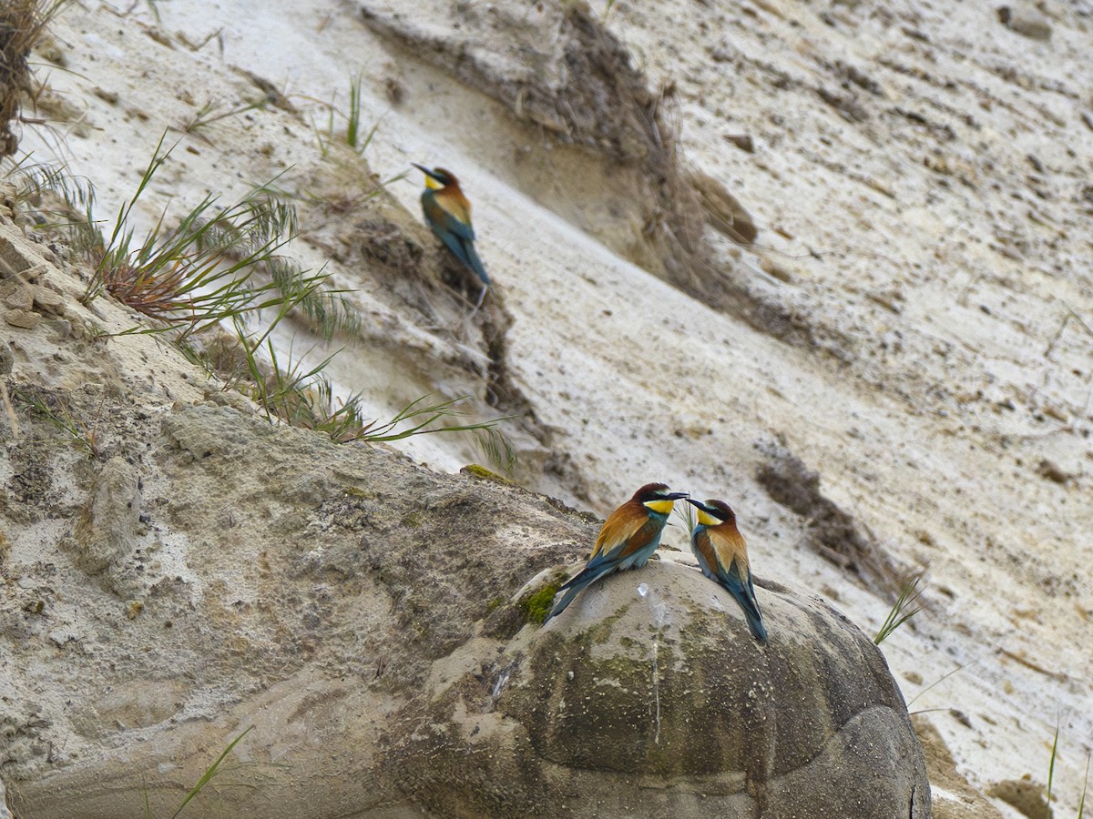 European Bee-eater - Radek Papranec