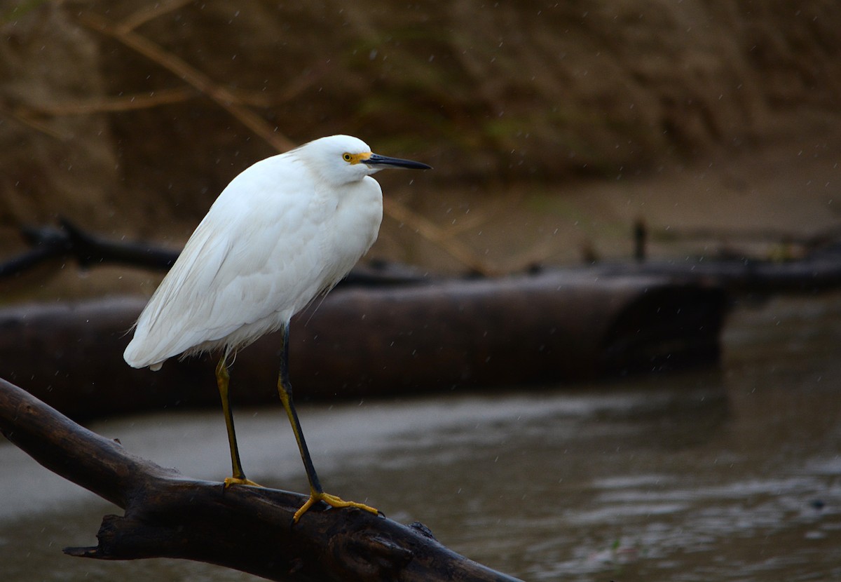 Snowy Egret - João Gava Just