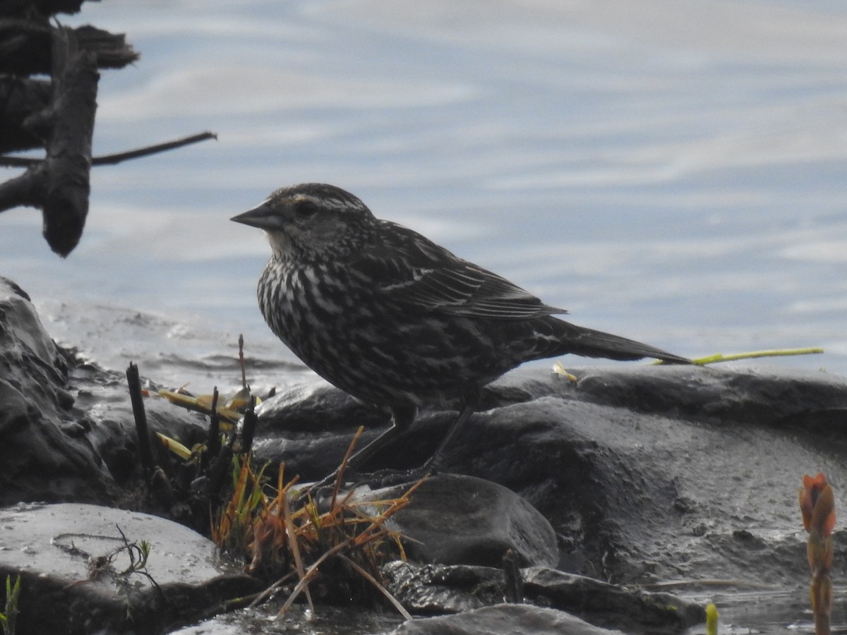 Red-winged Blackbird - Jean-Serge Vincent