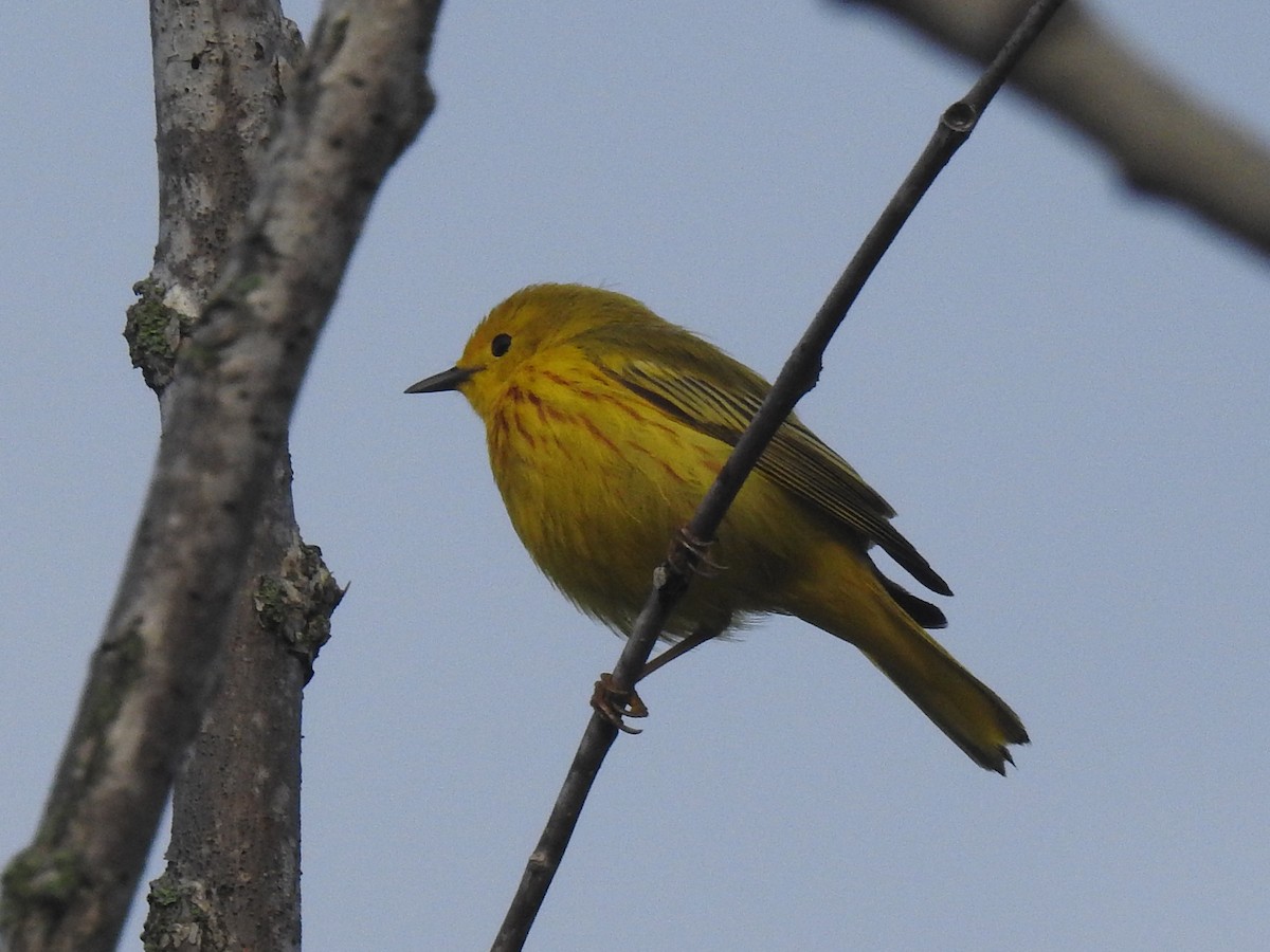 Yellow Warbler - ML619234721