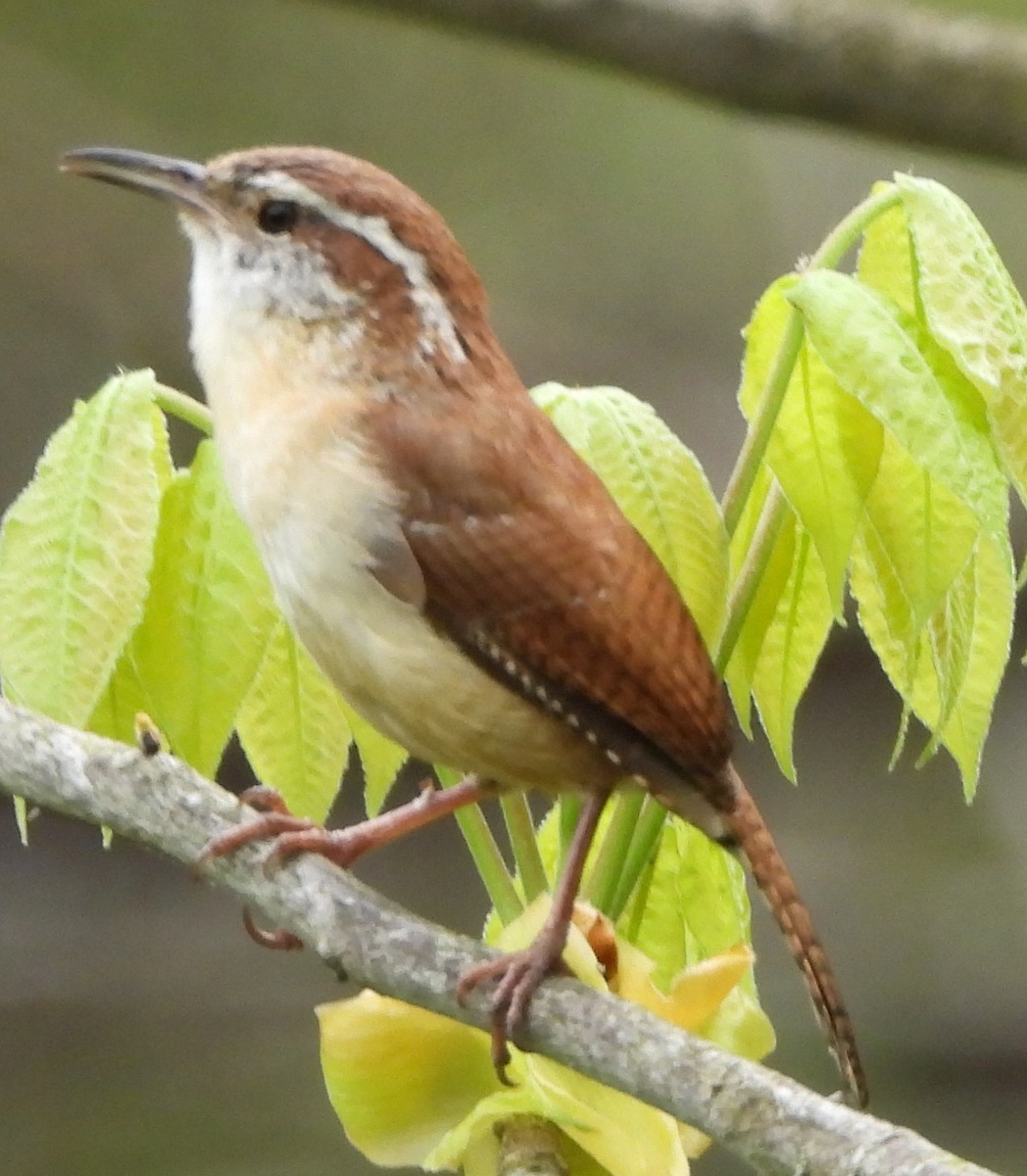 Carolina Wren - alan murray