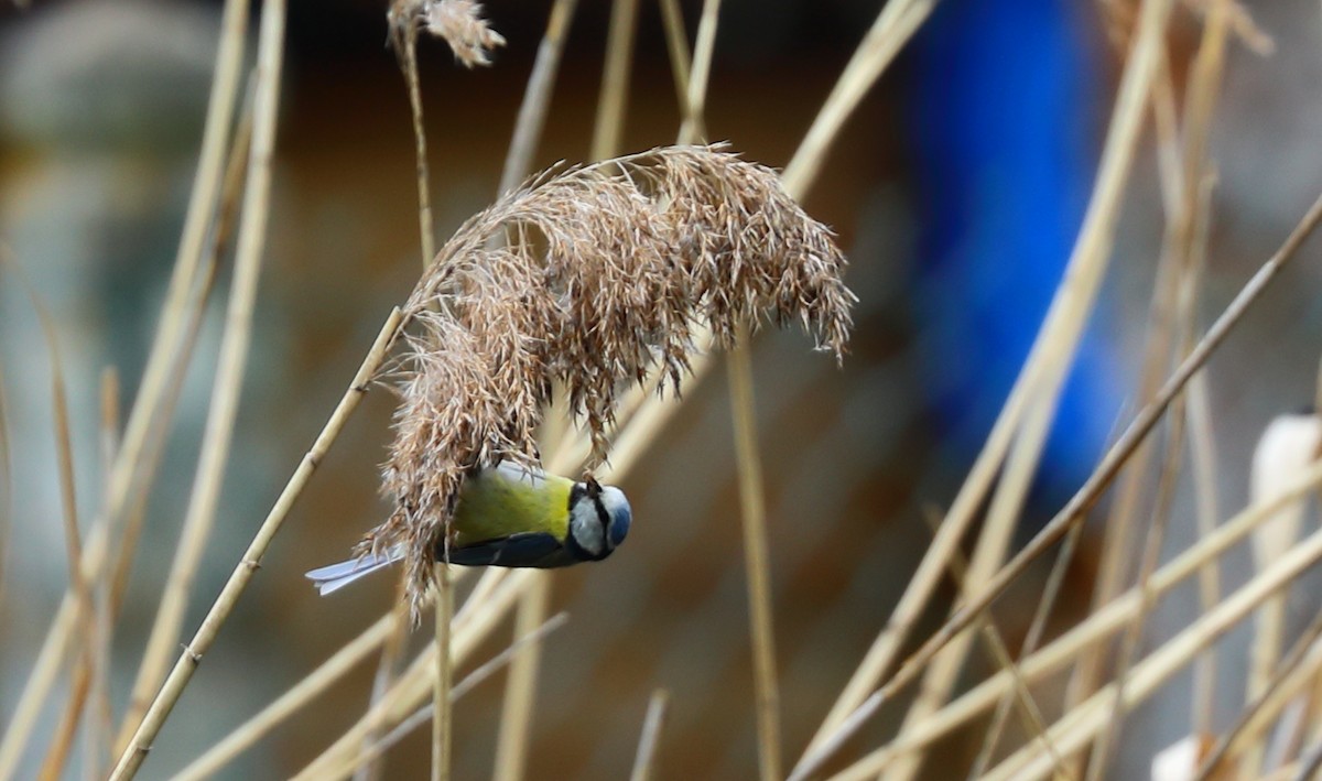 Eurasian Blue Tit - Yannick FRANCOIS