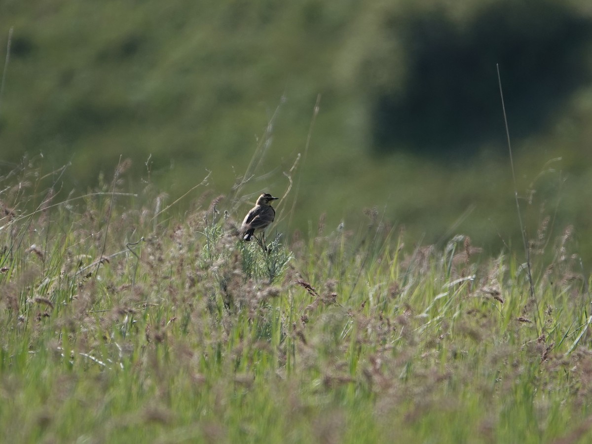 Horned Lark - Danette Henderson