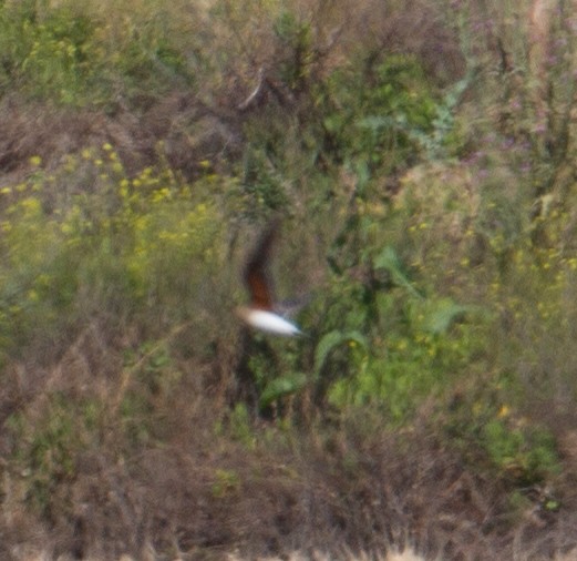 Collared Pratincole - José Martín