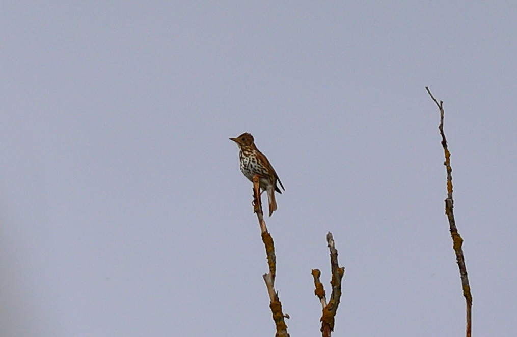 Song Thrush - Yannick FRANCOIS