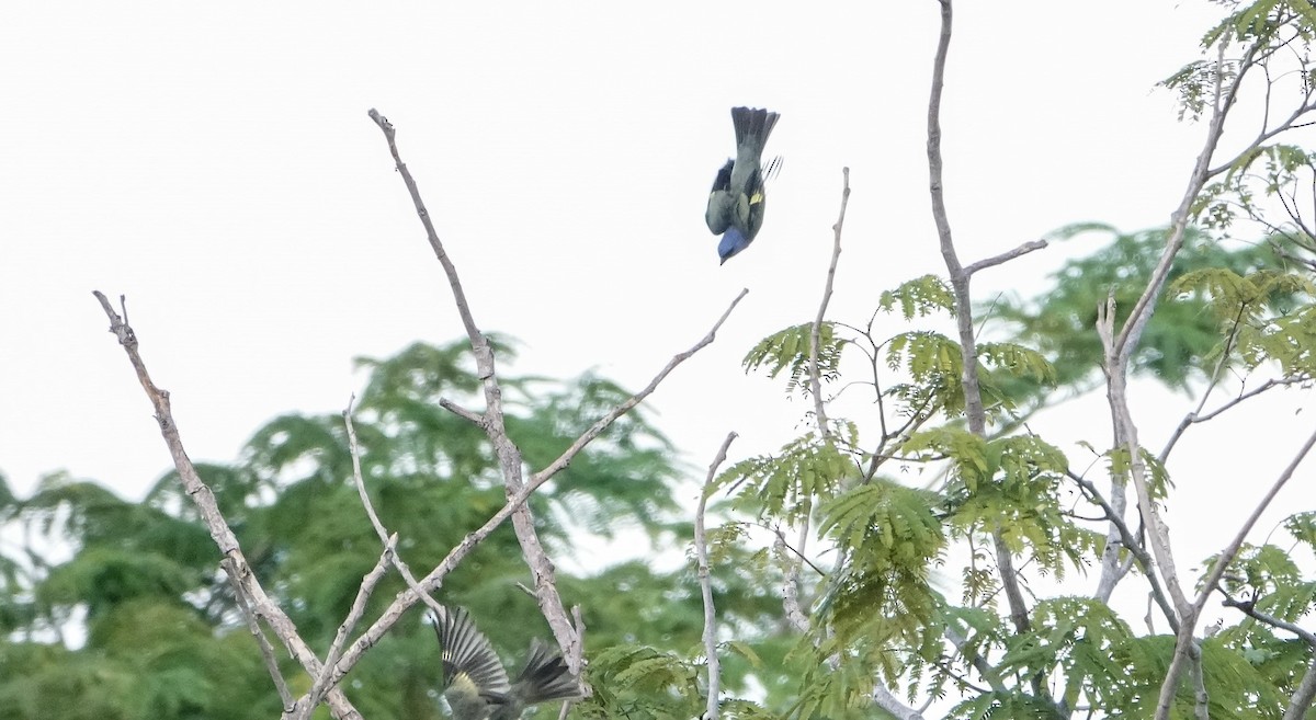 Yellow-winged Tanager - Laura Voight