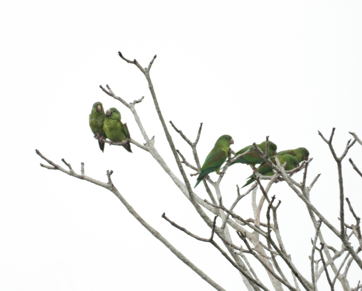 Orange-chinned Parakeet - Alejandra Pons