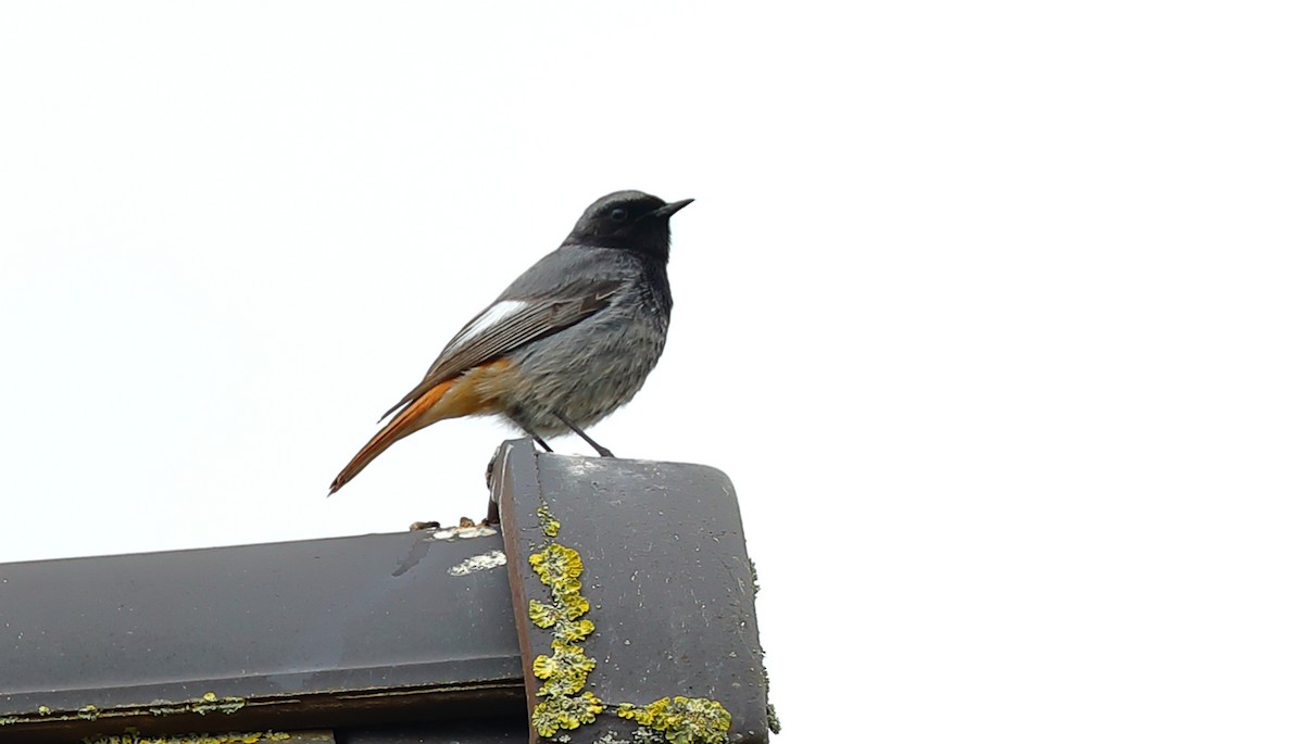 Black Redstart - Yannick FRANCOIS