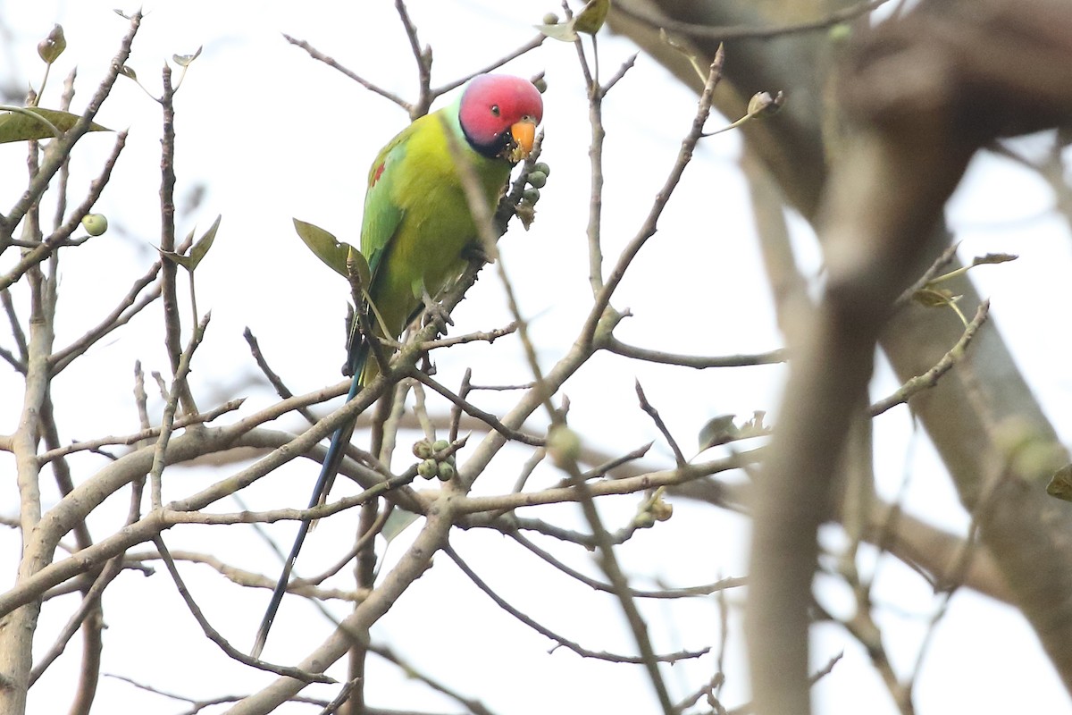 Plum-headed Parakeet - Christopher Escott