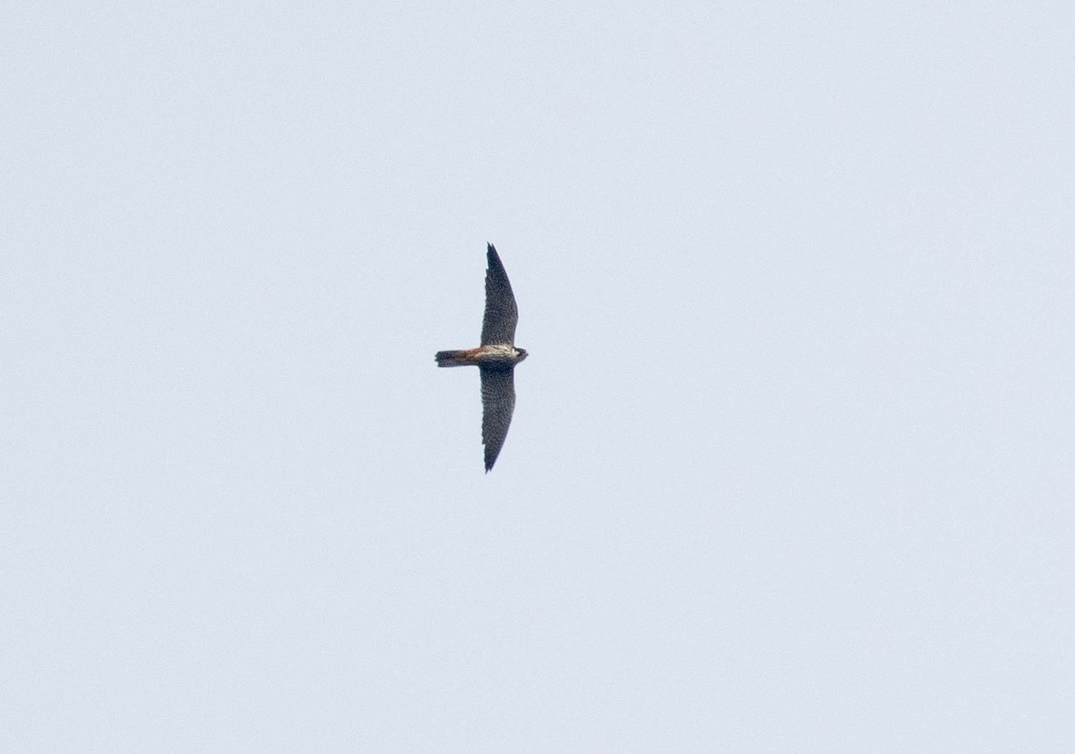 Eurasian Hobby - Roger Hardie