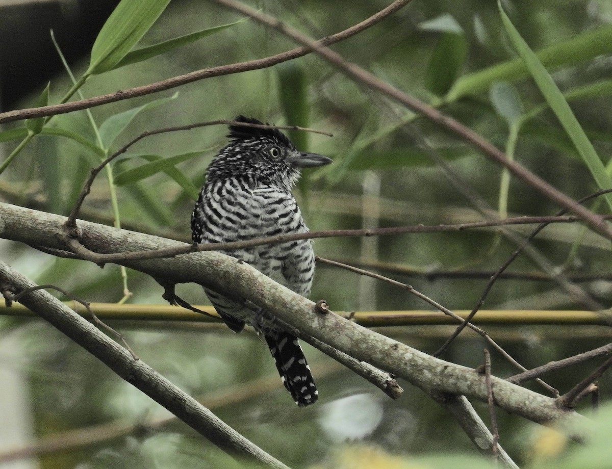 Barred Antshrike - Alejandra Pons