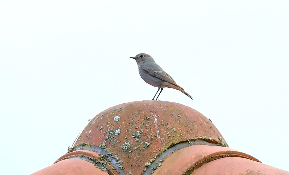 Black Redstart - Yannick FRANCOIS