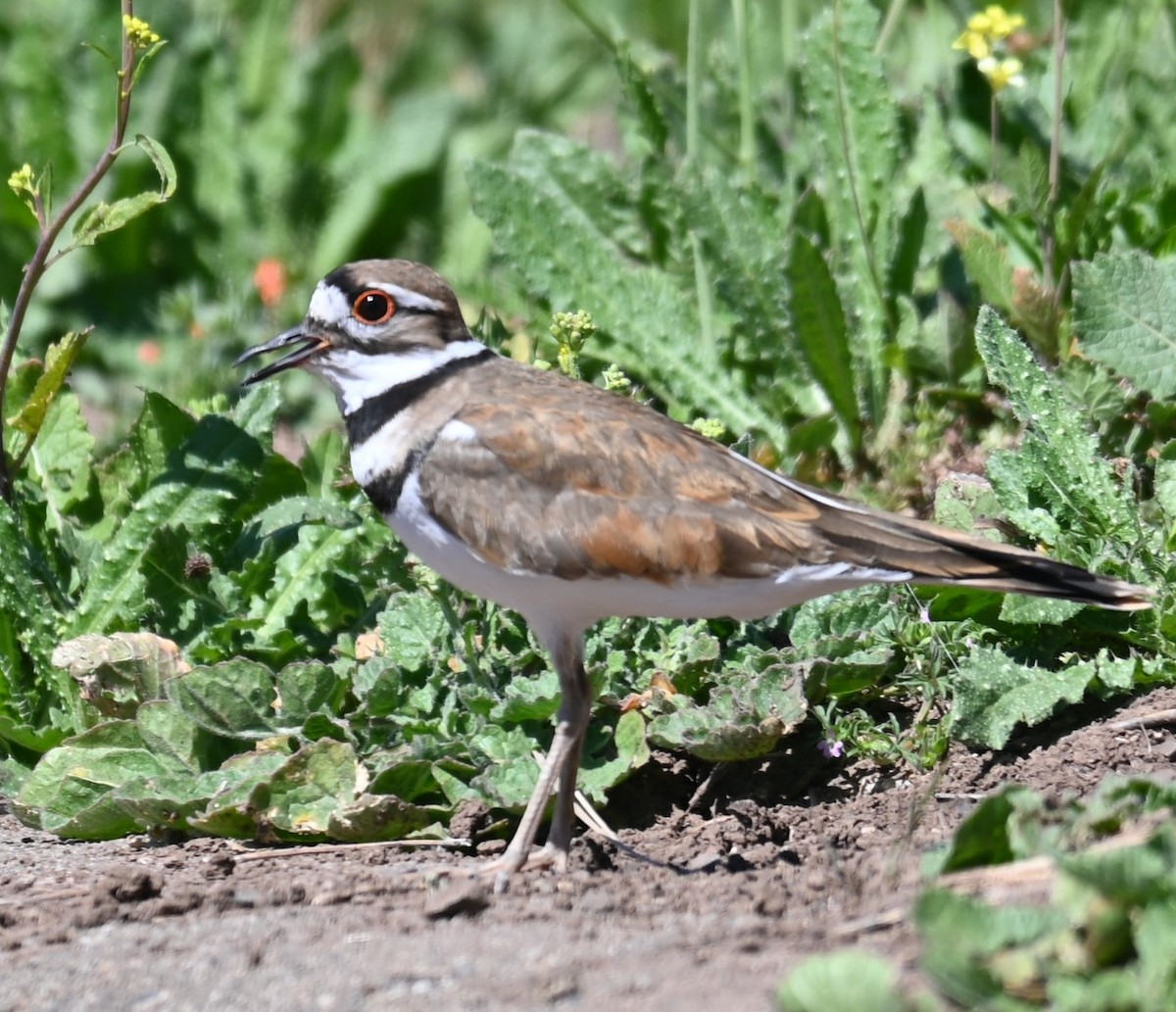 Killdeer - Remigio Miguel