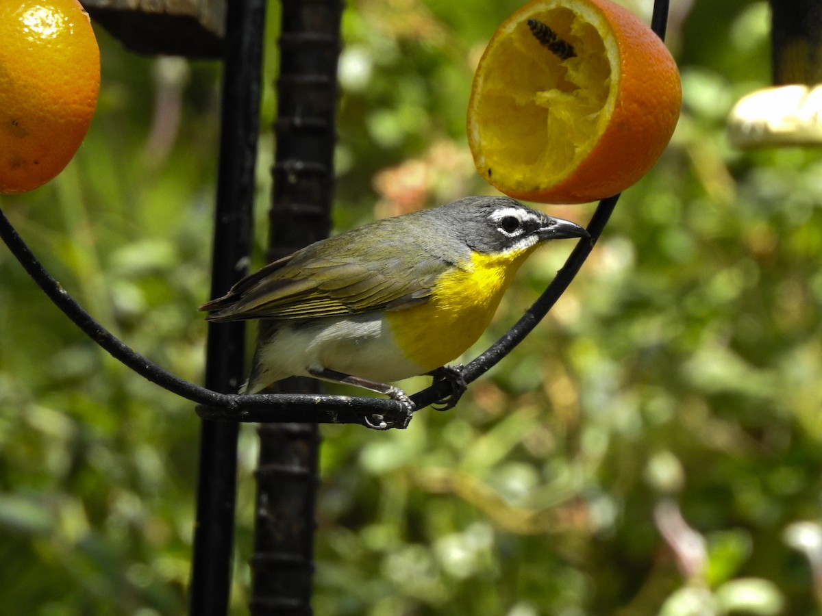 Yellow-breasted Chat - Reanna Thomas