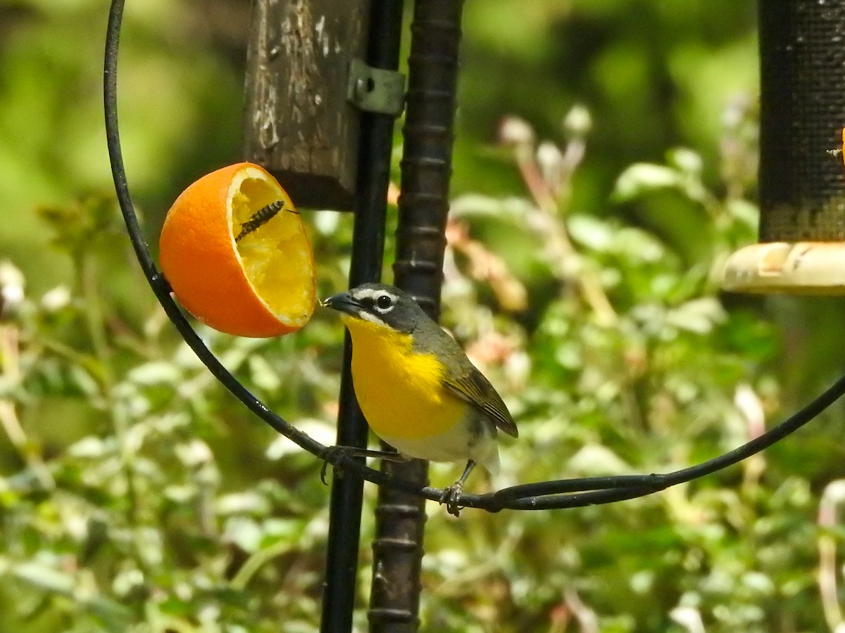 Yellow-breasted Chat - Reanna Thomas