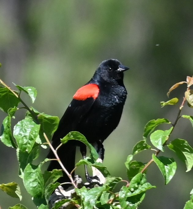 Red-winged Blackbird - Remigio Miguel