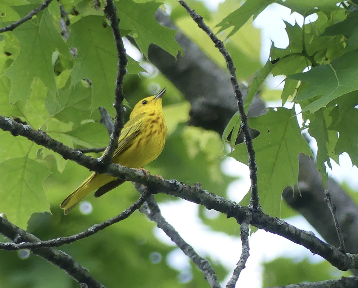 Yellow Warbler - Anonymous