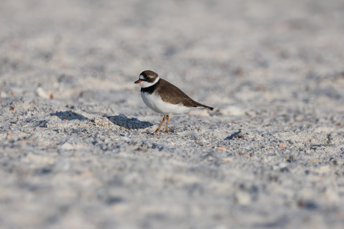 Semipalmated Plover - ML619234833