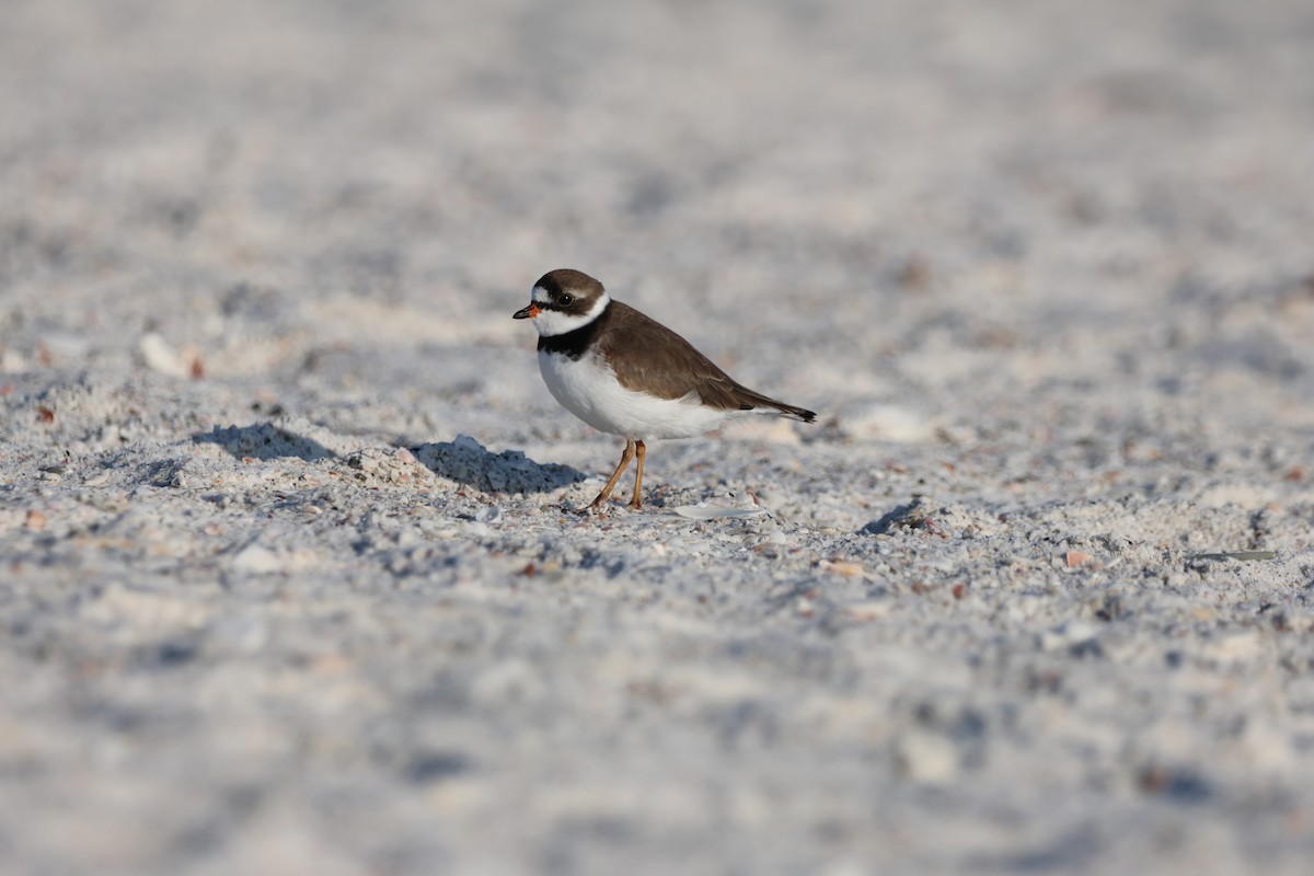 Semipalmated Plover - Krishen Greenwell