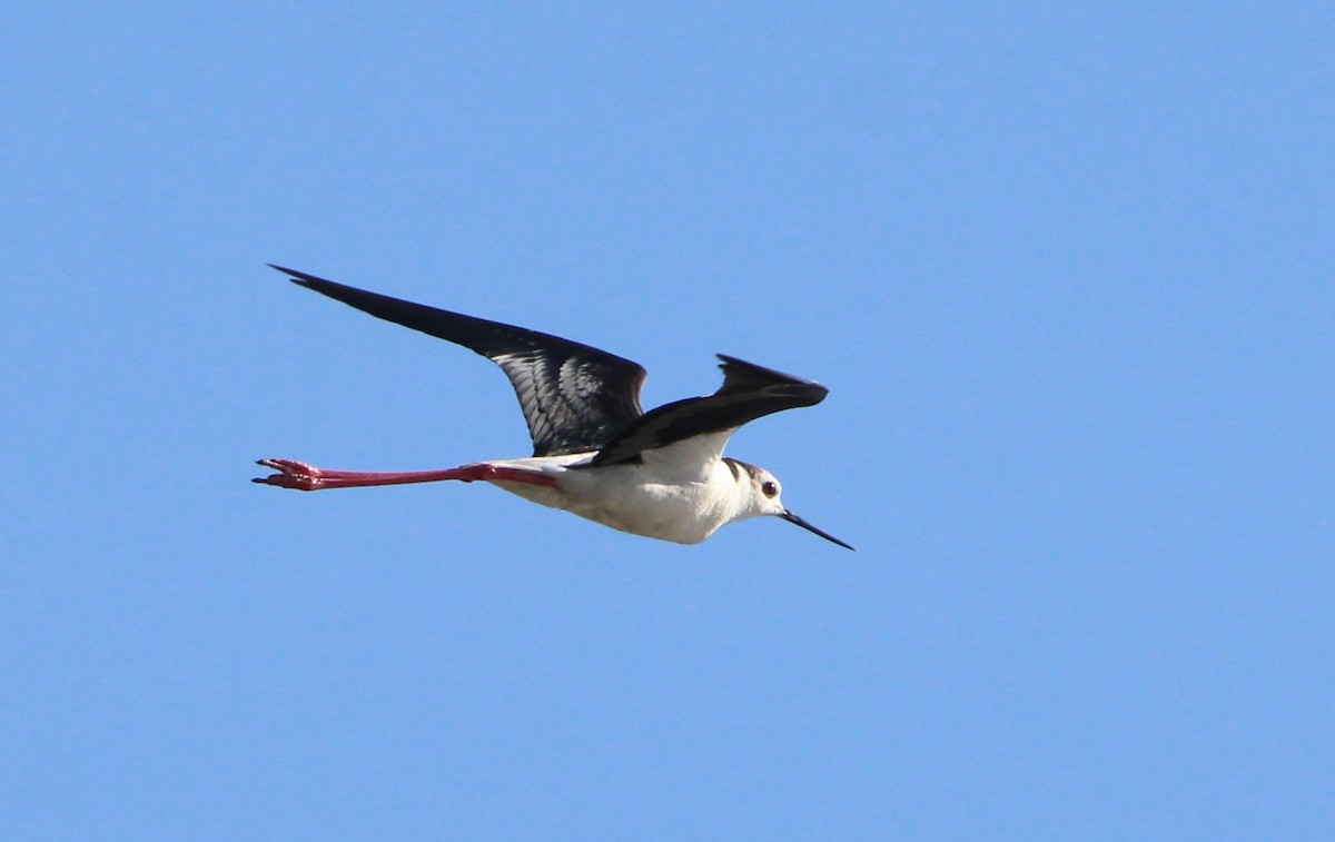 Black-winged Stilt - Nelson Fonseca