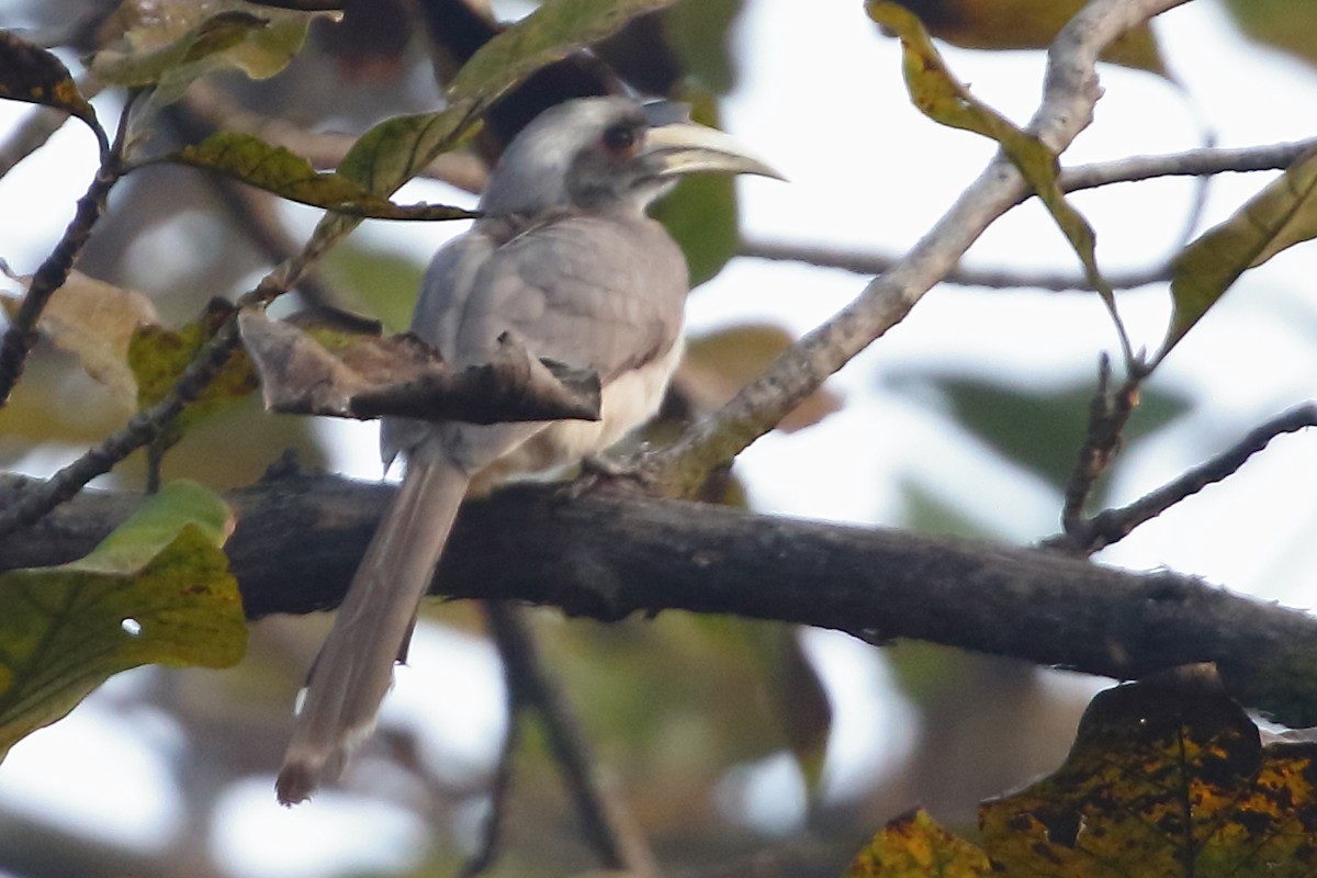 Indian Gray Hornbill - Christopher Escott