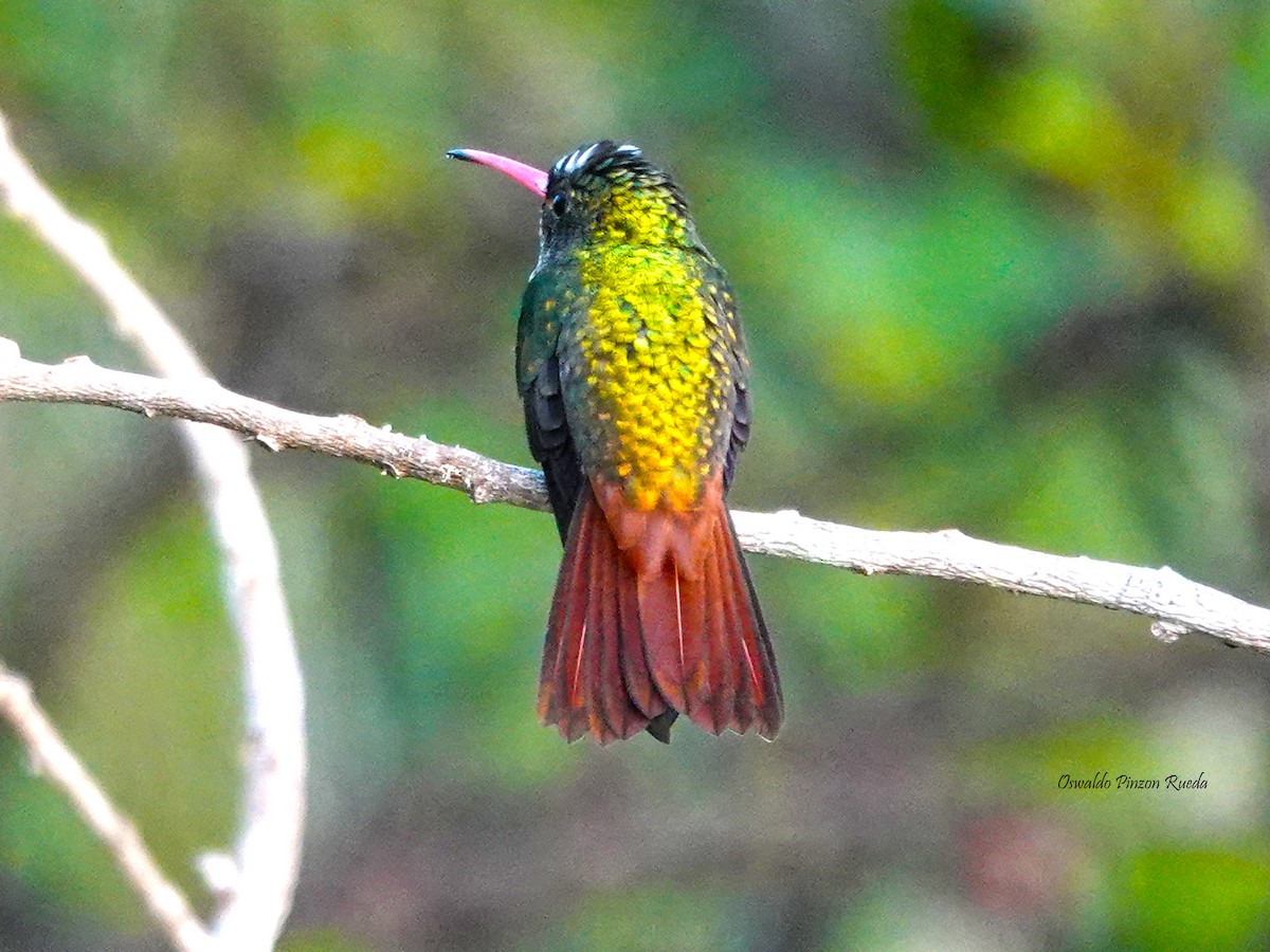 Rufous-tailed Hummingbird - Oswaldo Pinzon Rueda