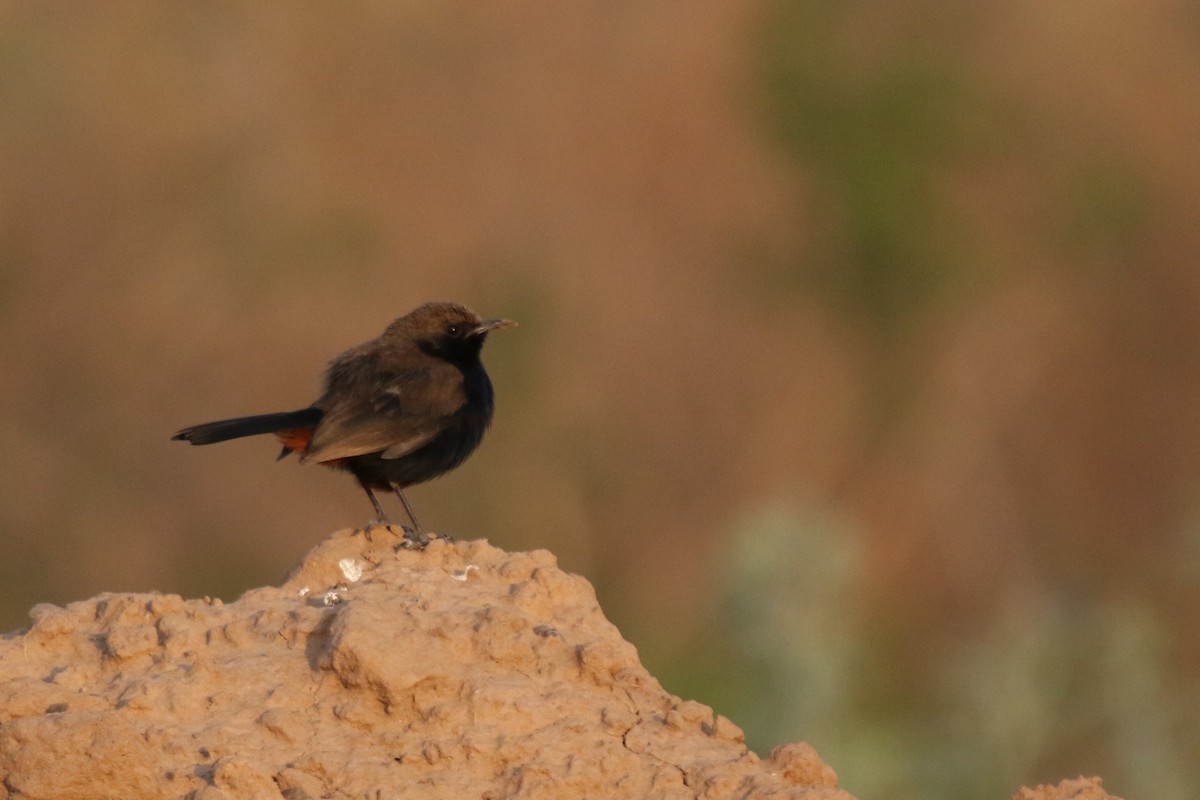 Indian Robin - LALIT MOHAN BANSAL