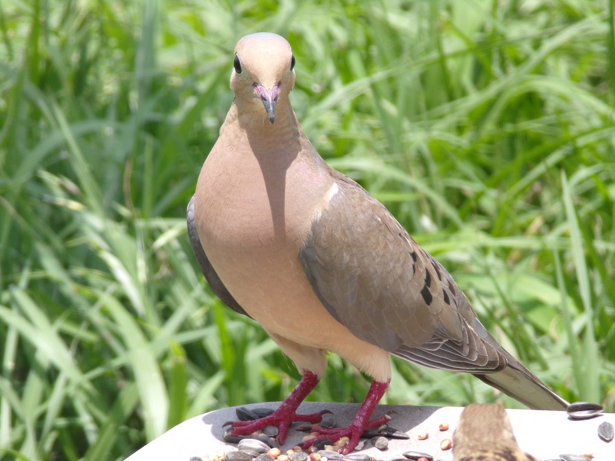 Mourning Dove - Texas Bird Family