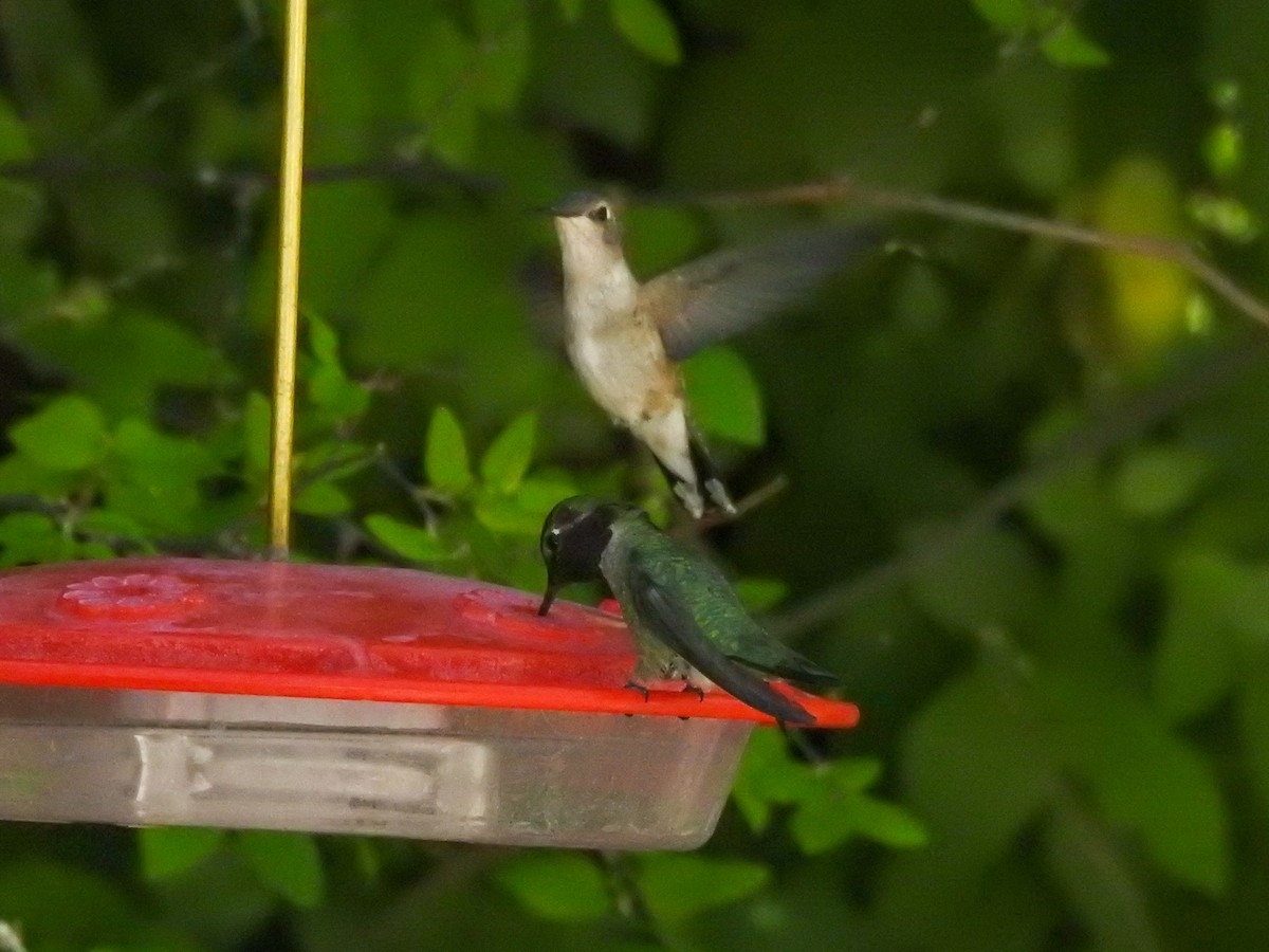 Costa's Hummingbird - Reanna Thomas