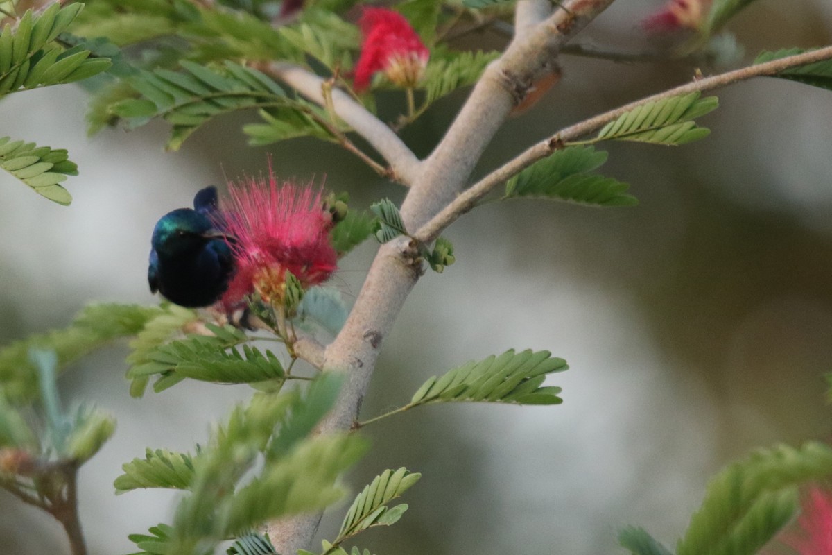 Purple Sunbird - LALIT MOHAN BANSAL