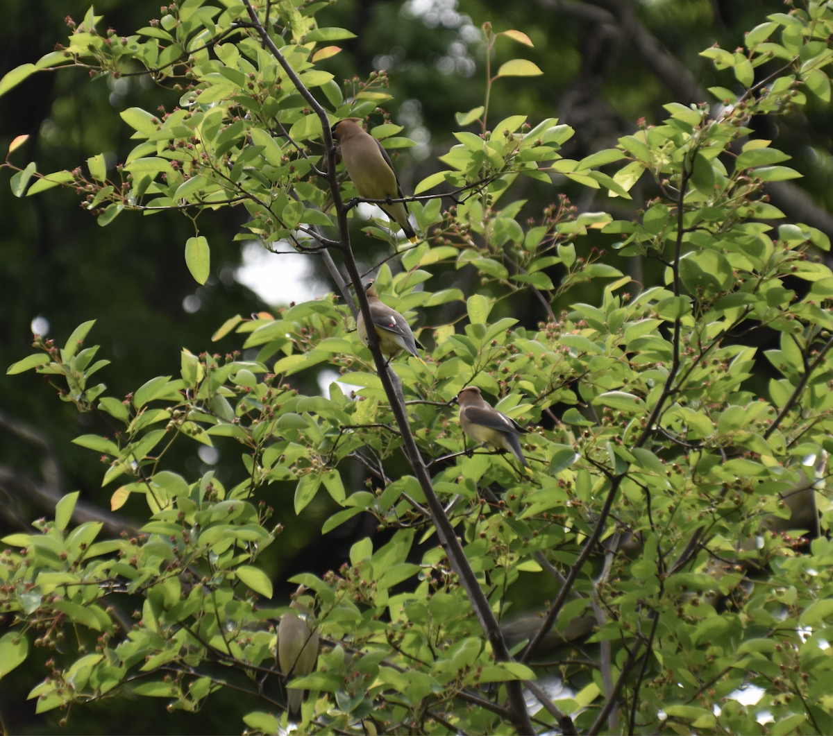 Cedar Waxwing - Joseph Trezza