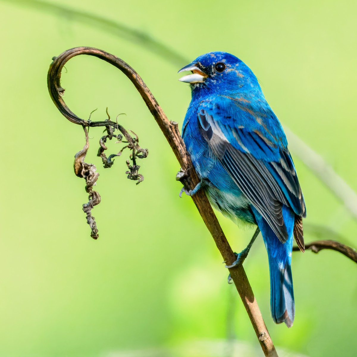 Indigo Bunting - Steven Meisel