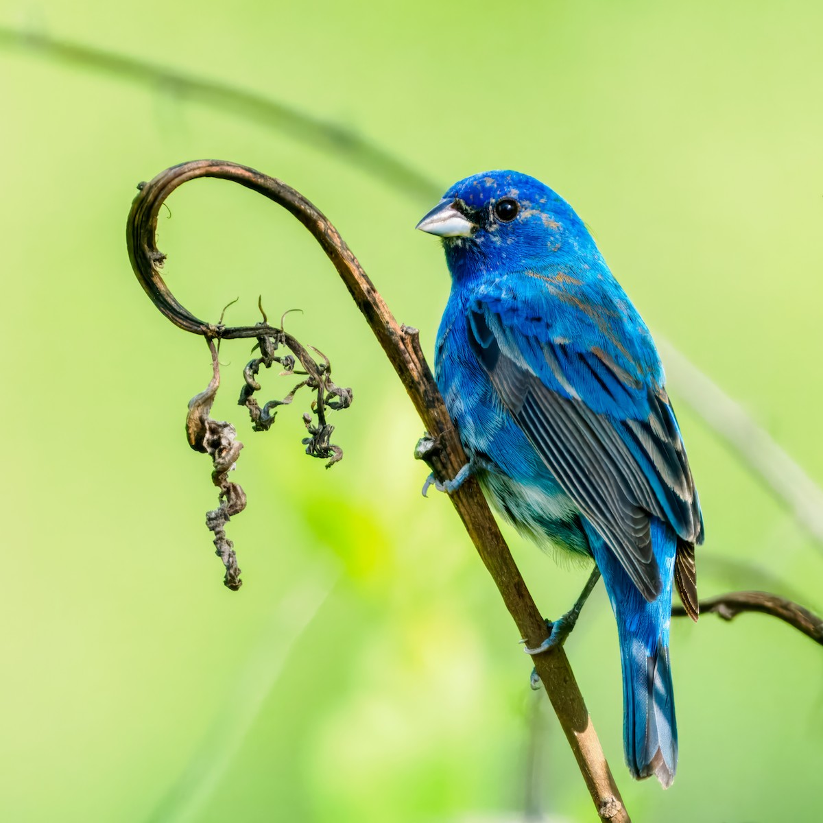 Indigo Bunting - Steven Meisel