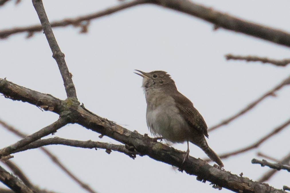 House Wren - John Jackson