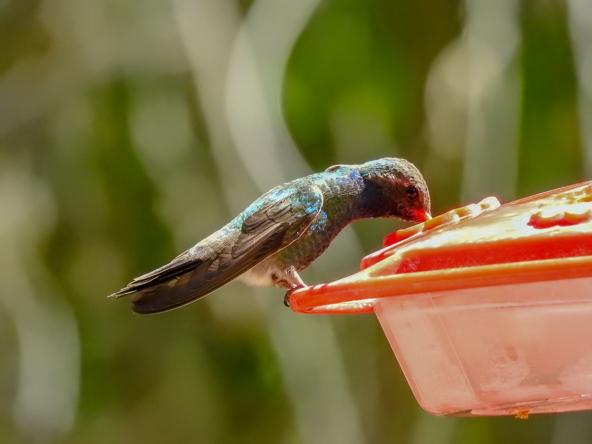 Broad-billed Hummingbird - Reanna Thomas