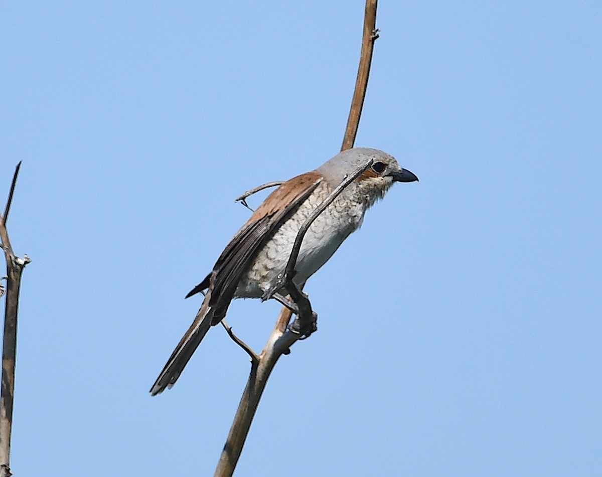 Red-backed Shrike - Василий Калиниченко