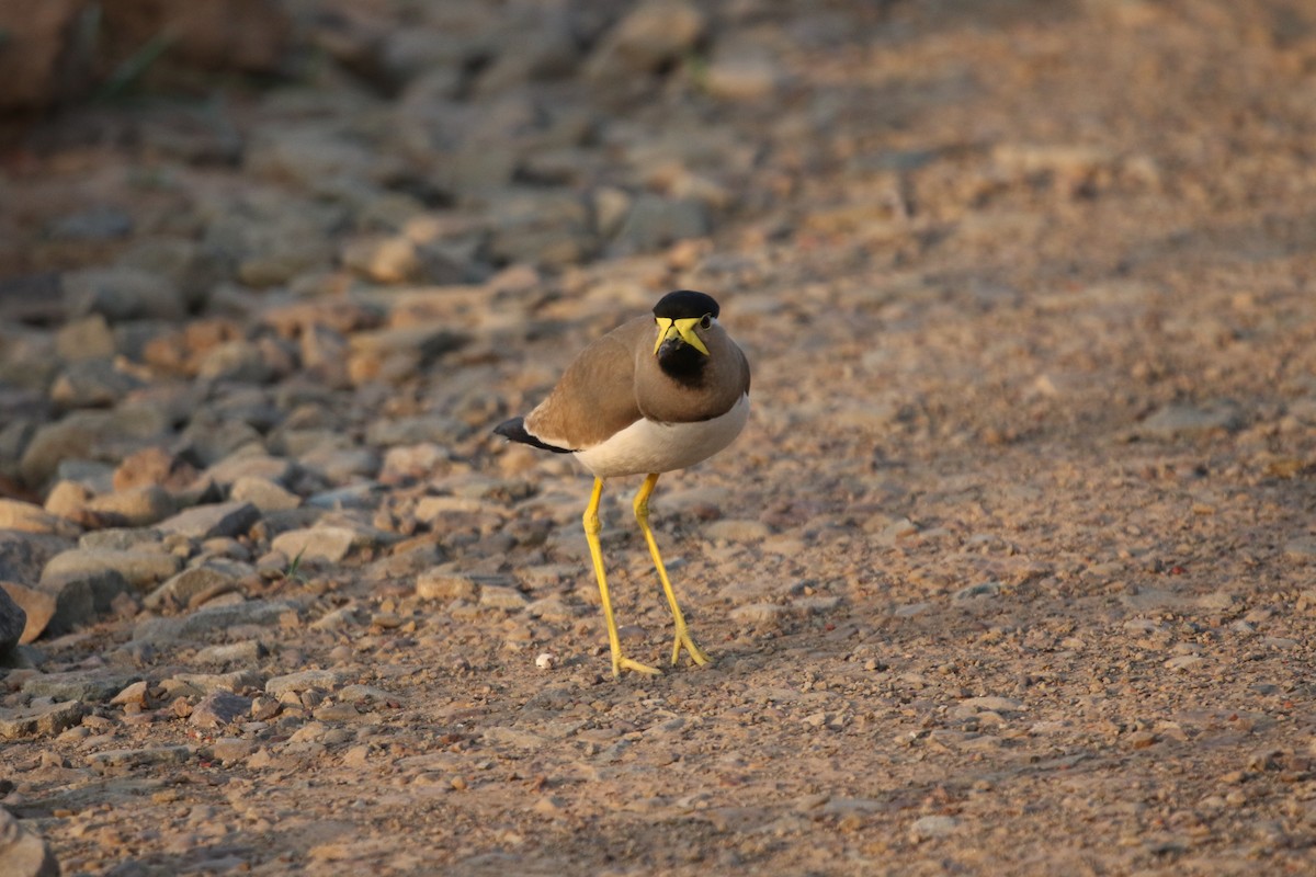 Yellow-wattled Lapwing - ML619234949