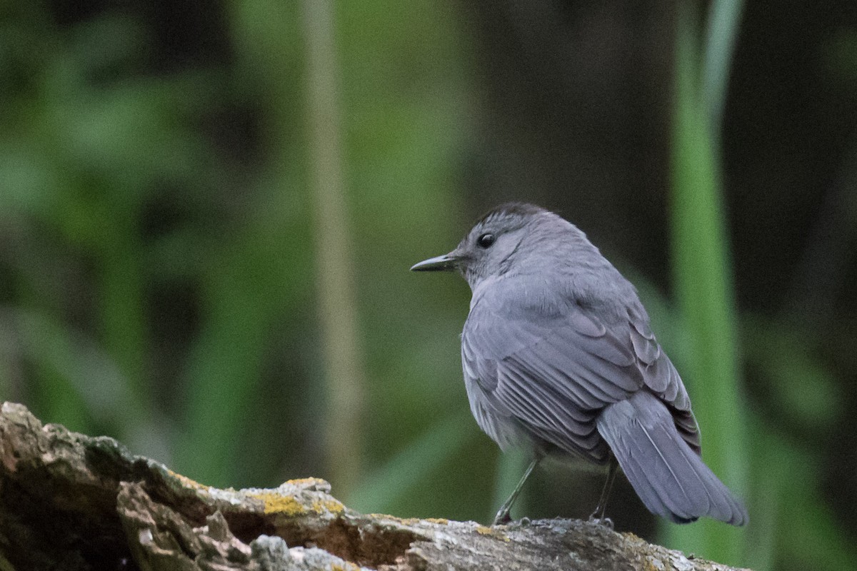 Gray Catbird - John Jackson