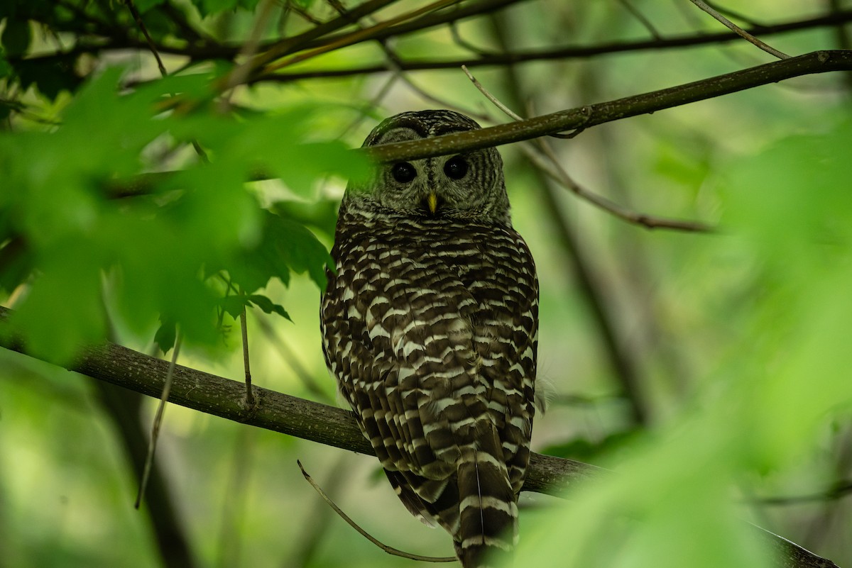 Barred Owl - S Meinke
