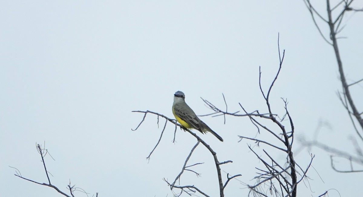 Couch's Kingbird - ML619234961