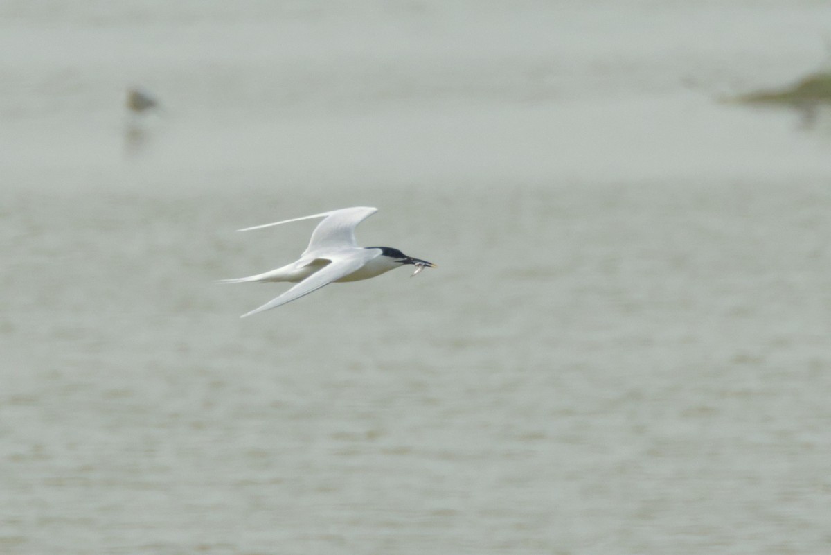 Sandwich Tern (Eurasian) - ML619234984