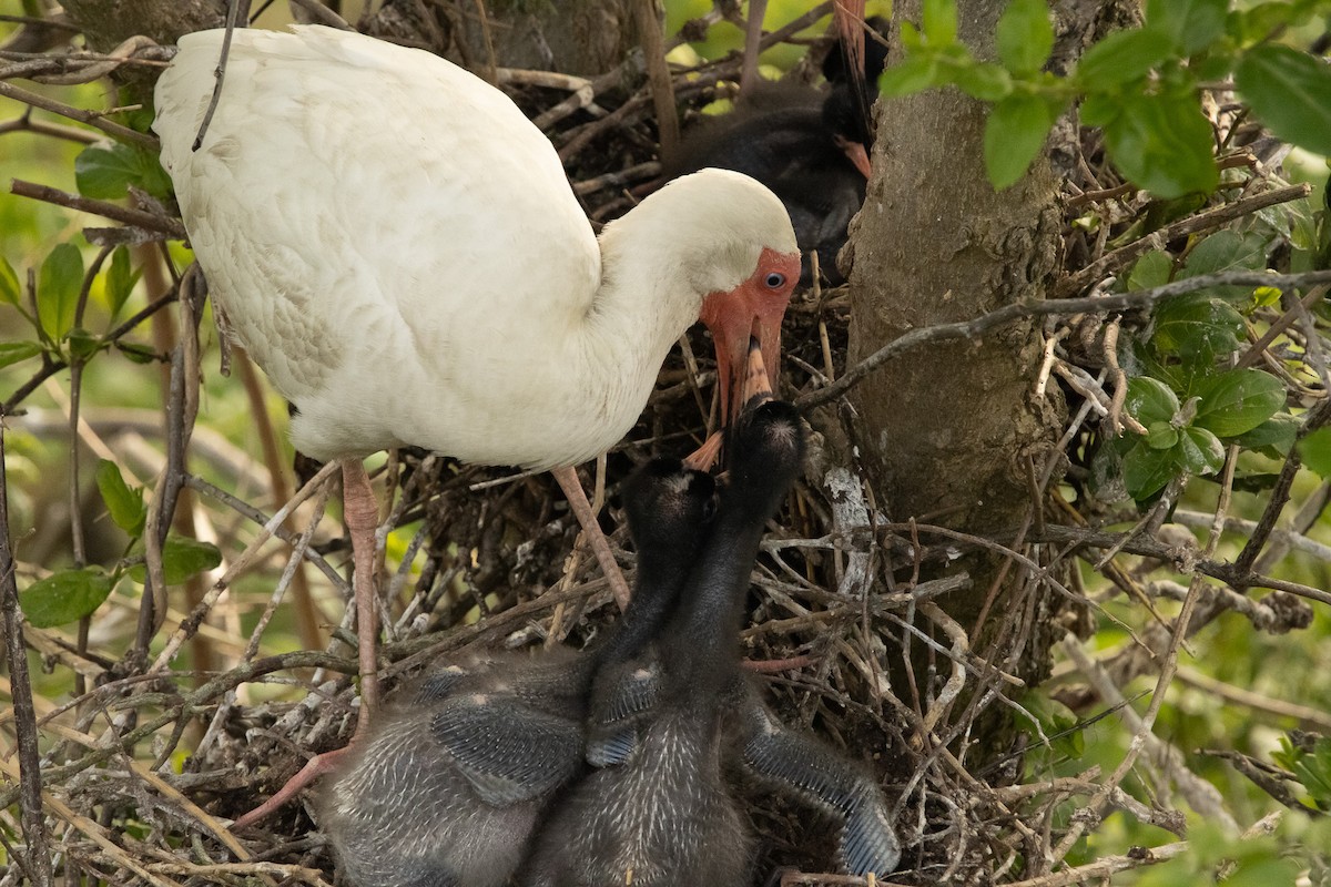 White Ibis - Keith Leonard