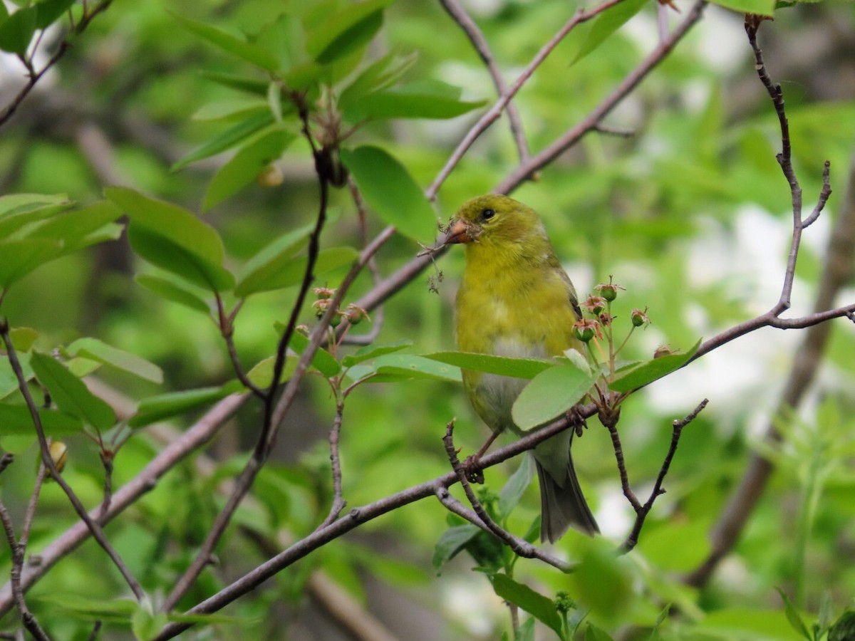 American Goldfinch - ML619235029