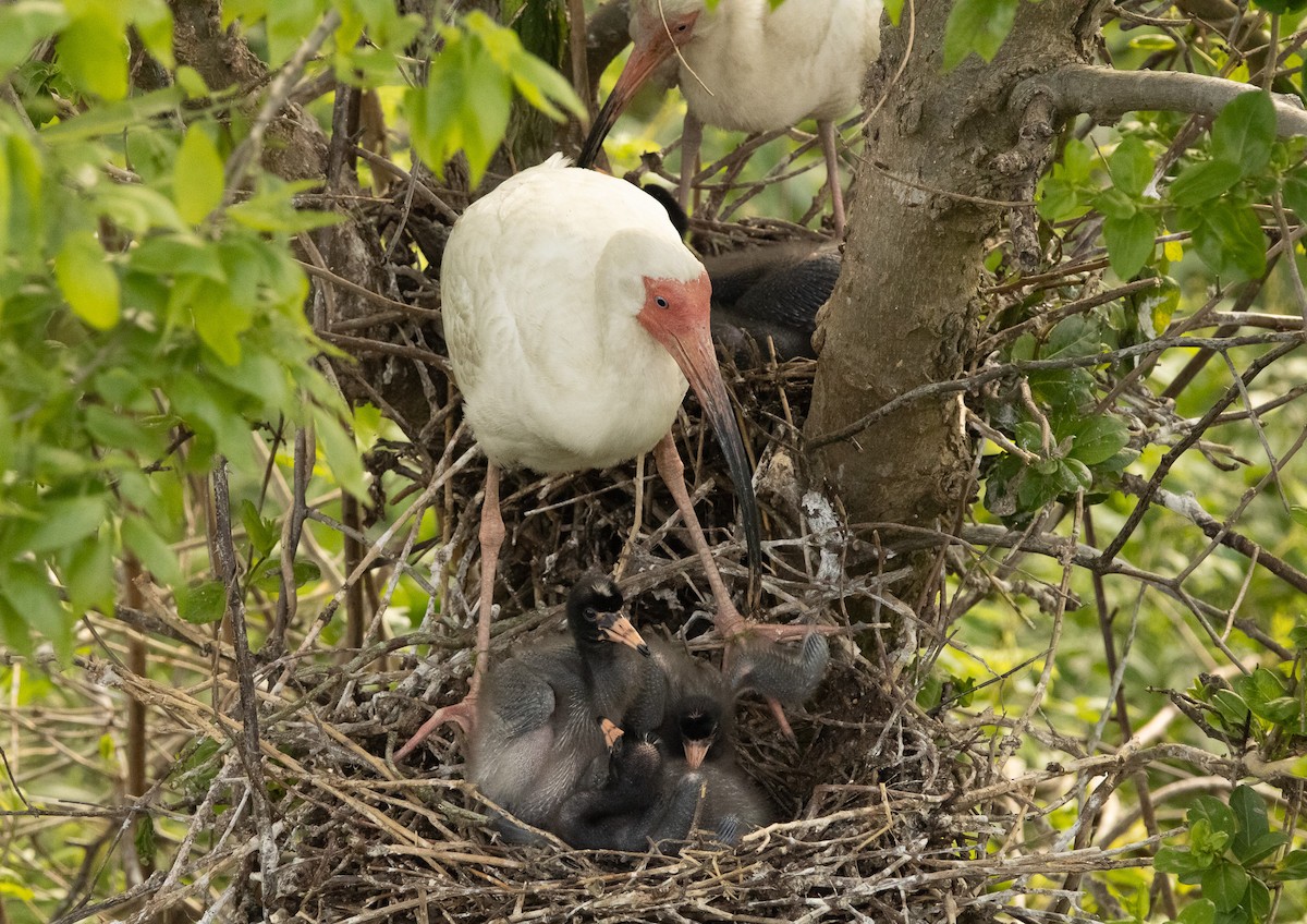 White Ibis - Keith Leonard